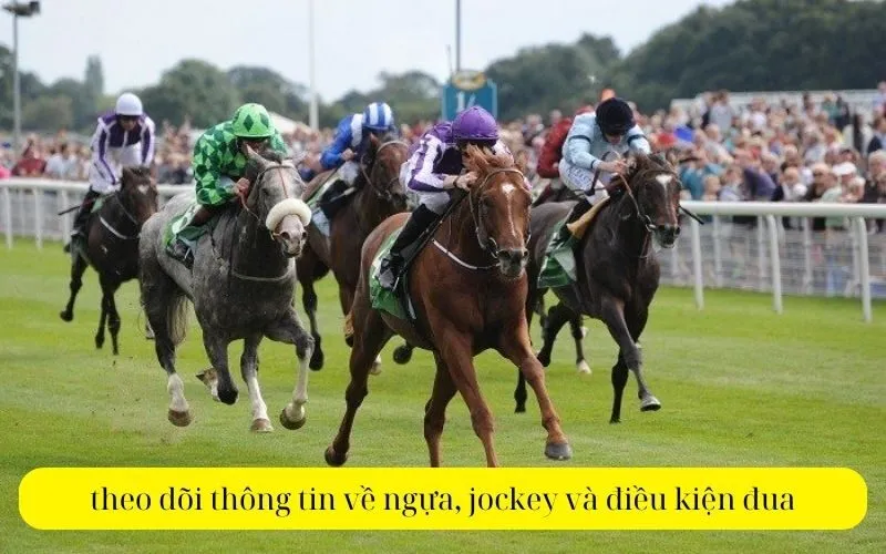 theo dõi thông tin về ngựa, jockey và điều kiện đua